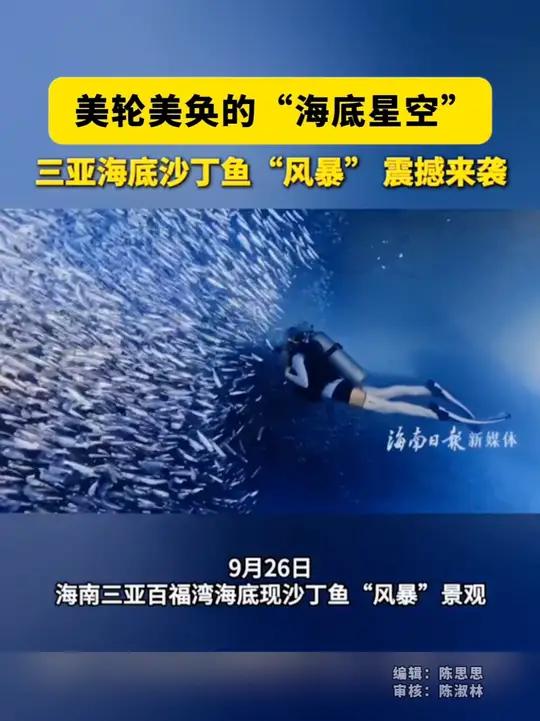美轮美奂的“海底星空”!三亚海底沙丁鱼“风暴” 震撼来袭 海底星空沙丁鱼风暴三亚(来源:海