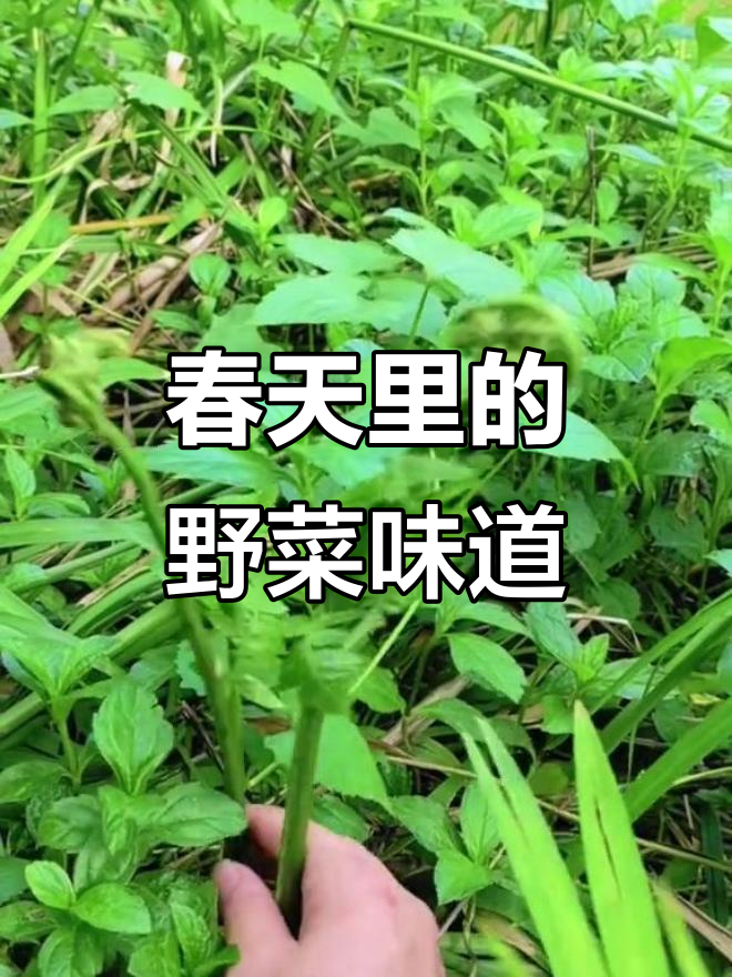 春季野菜大揭秘,你的家乡有哪些美味?