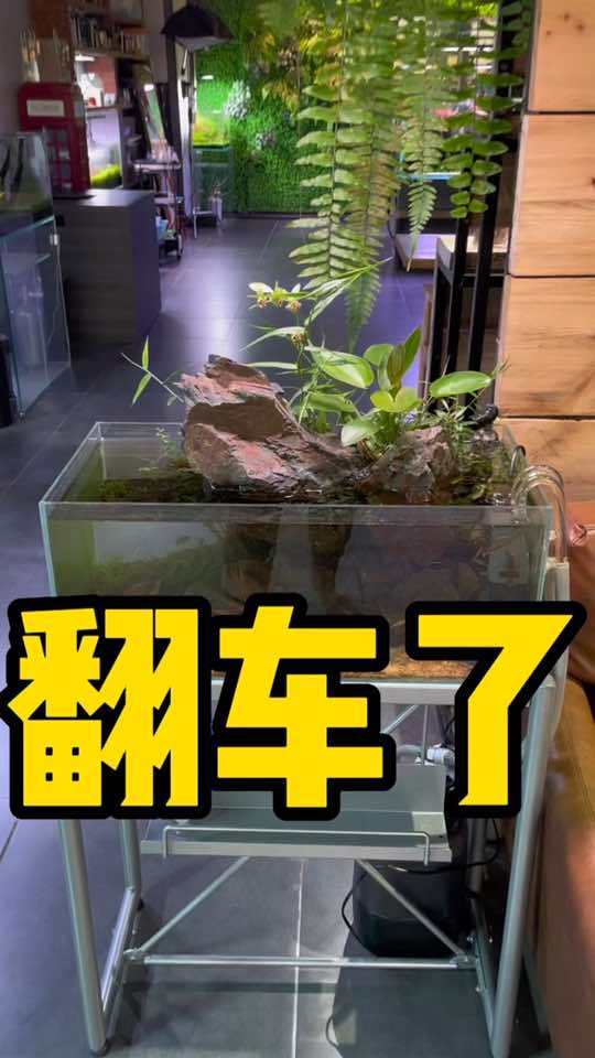 不怕翻车,及时调整及时补救。水草缸 水族 鱼缸里的大自然 造景