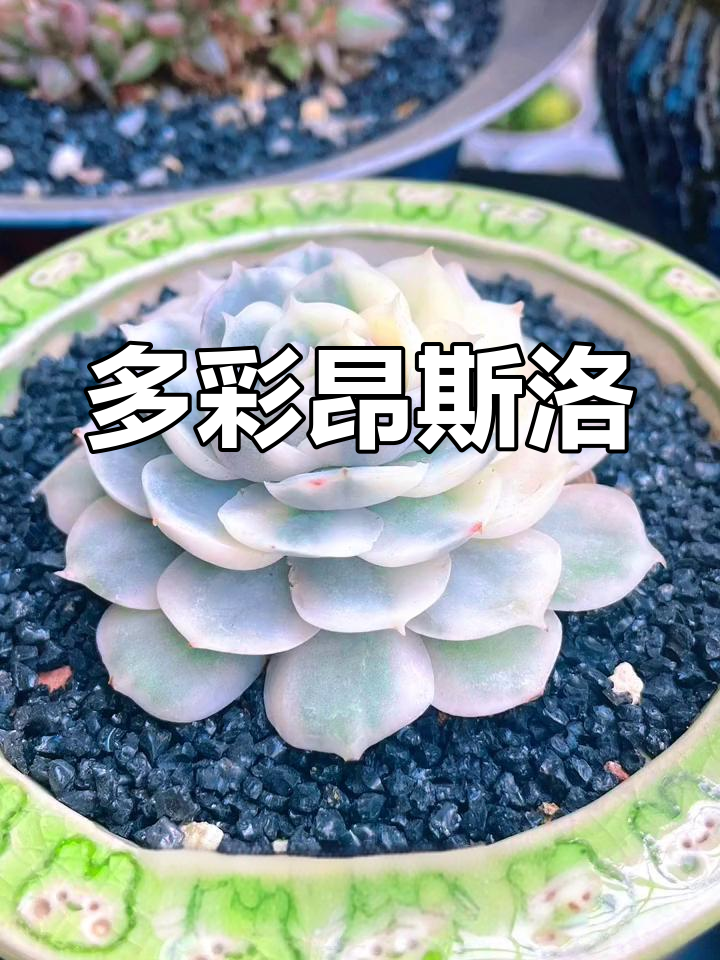 昂斯洛多肉,色彩斑斓如莲花,喜光怕湿,冬季需保暖