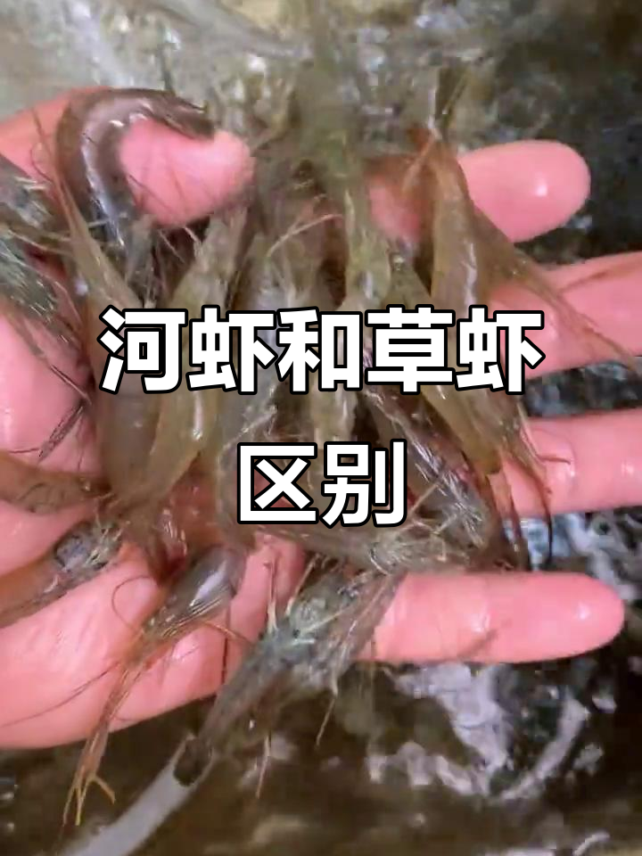河虾与草虾的区别,你了解吗?