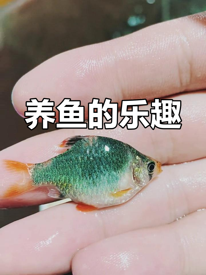 绿宝石虎鱼:玻璃缸中的自然奇观