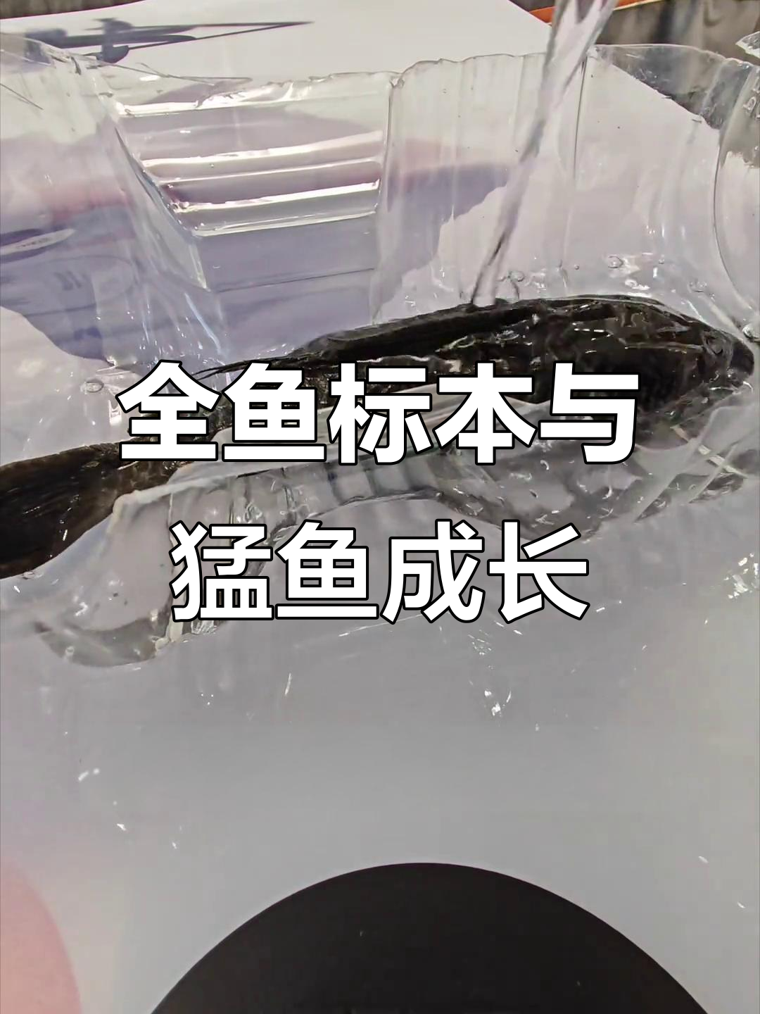 制作全鱼标本，猛鱼体型大增，持续更新饲养与投喂视频