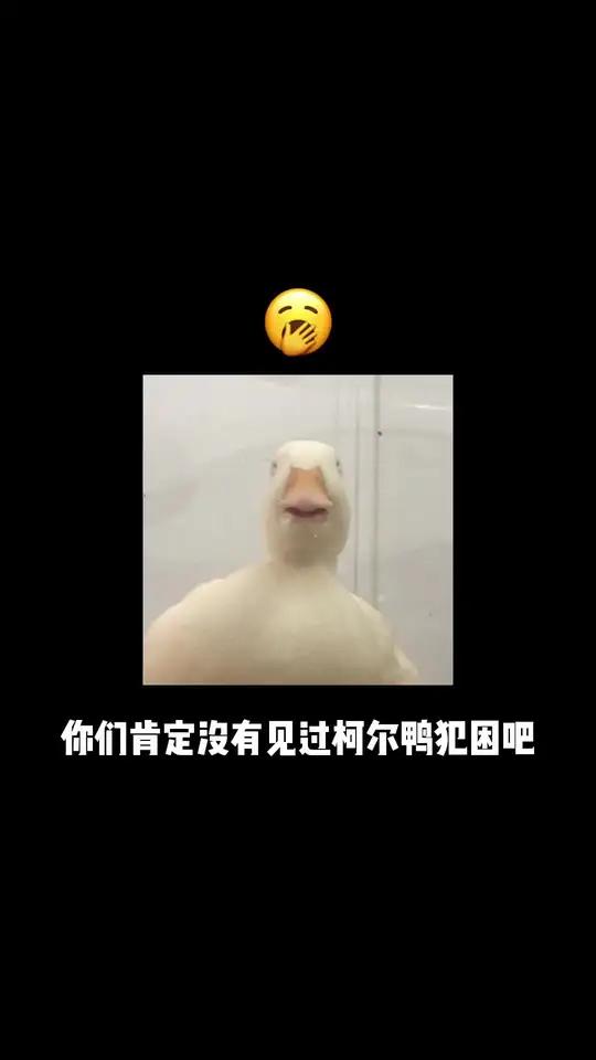 嘎困小鸭 柯尔鸭绝味 萌宠出道计划 柯尔鸭蛋