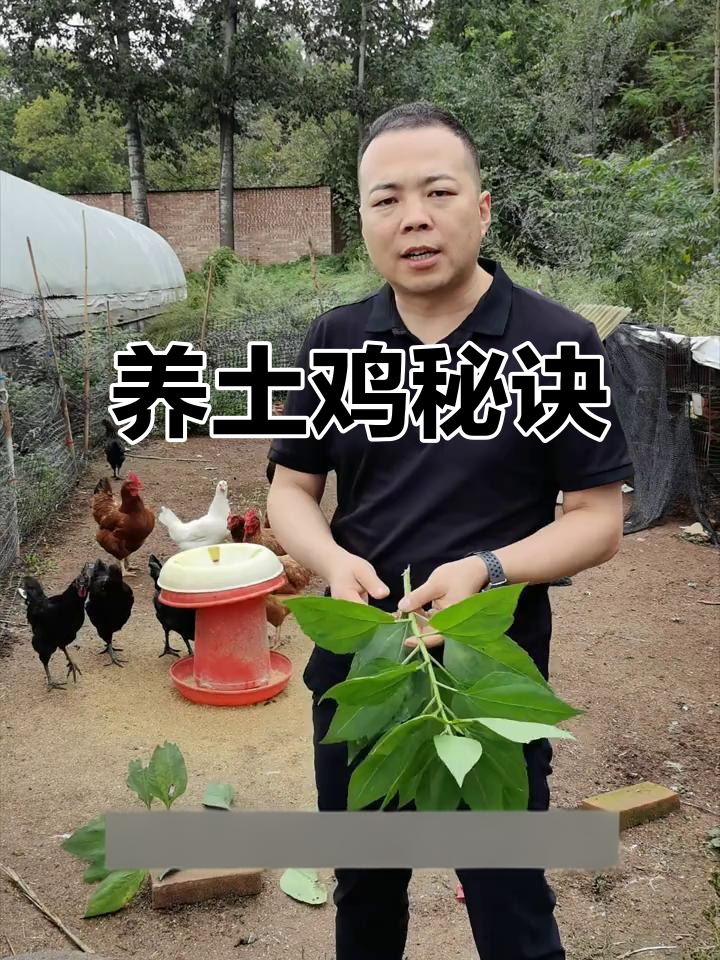 母鸡要瘦,公鸡要多运动吃草,才能保证最佳营养和口感