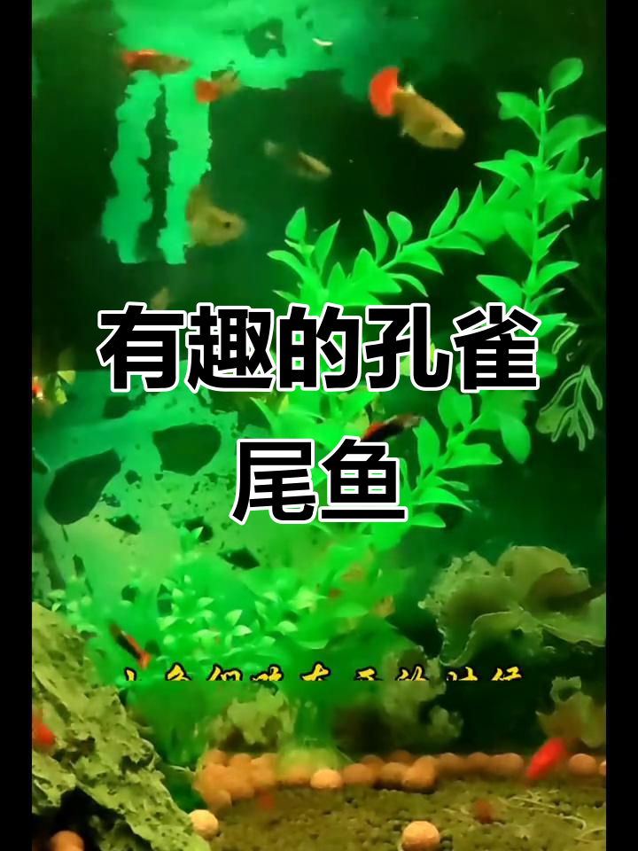 孔雀尾鱼:五彩斑斓的美丽与趣味
