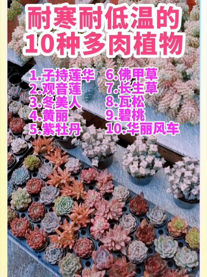 耐寒耐低温的10种多肉植物
