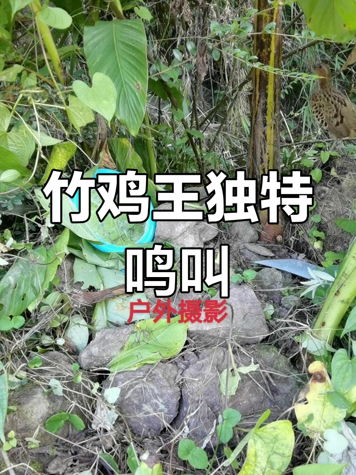 竹鸡公的奇妙叫声,抖音热门动物大揭秘