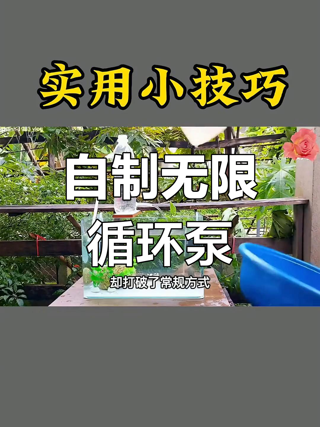 废旧塑料瓶变鱼缸供氧器,简单又环保