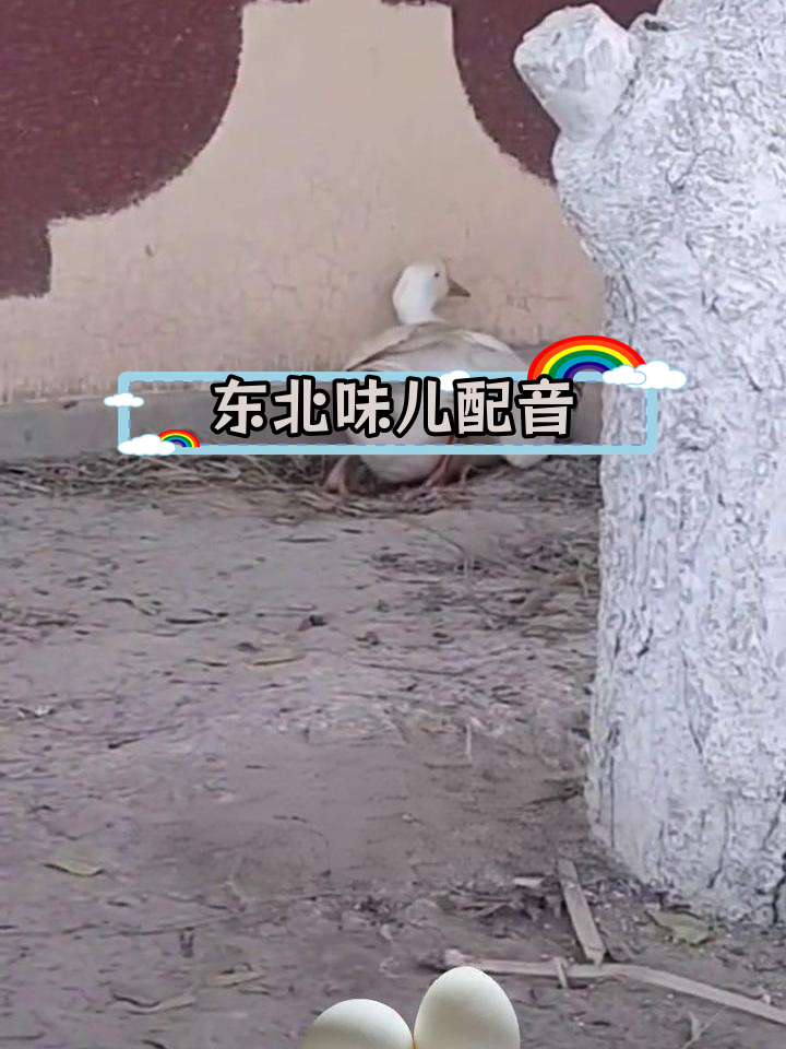 模仿东北话配音,鹅下蛋的搞笑瞬间