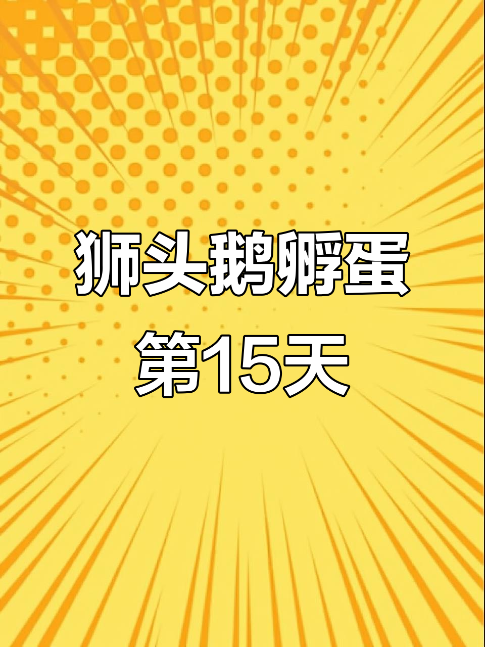 狮头鹅种蛋孵化15天,照蛋发现有的已经停止发育