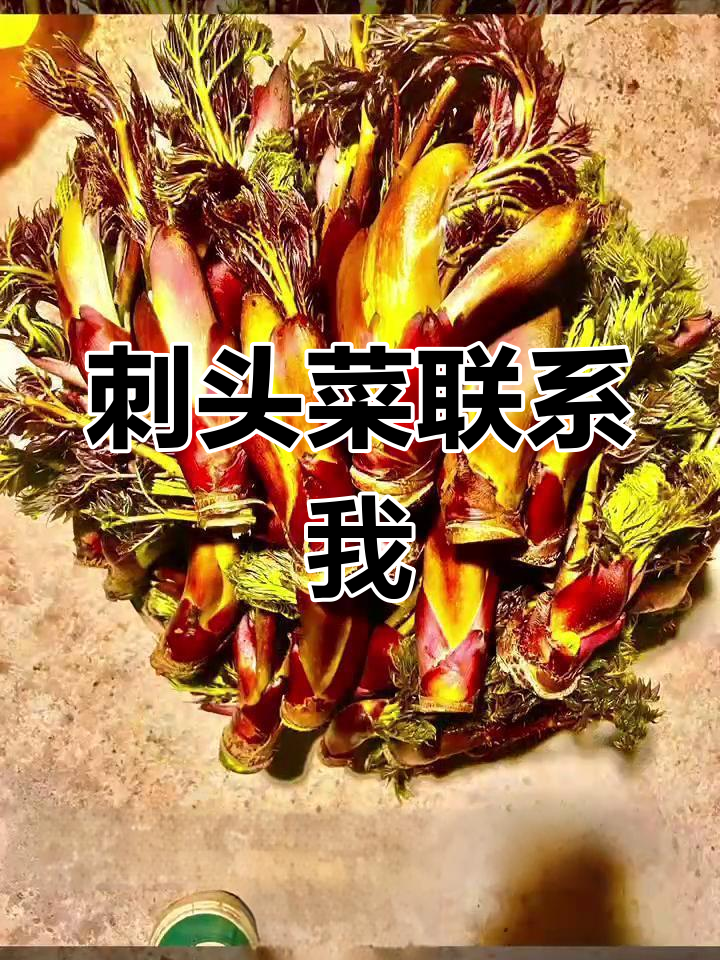 刺头菜与刺脑包,舌尖上的独特美味