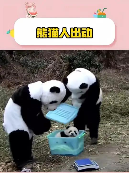 野培圈一直流传着熊猫幼崽都是被熊猫人抓来的传说 熊猫 新小野 淘淘 熊猫人
