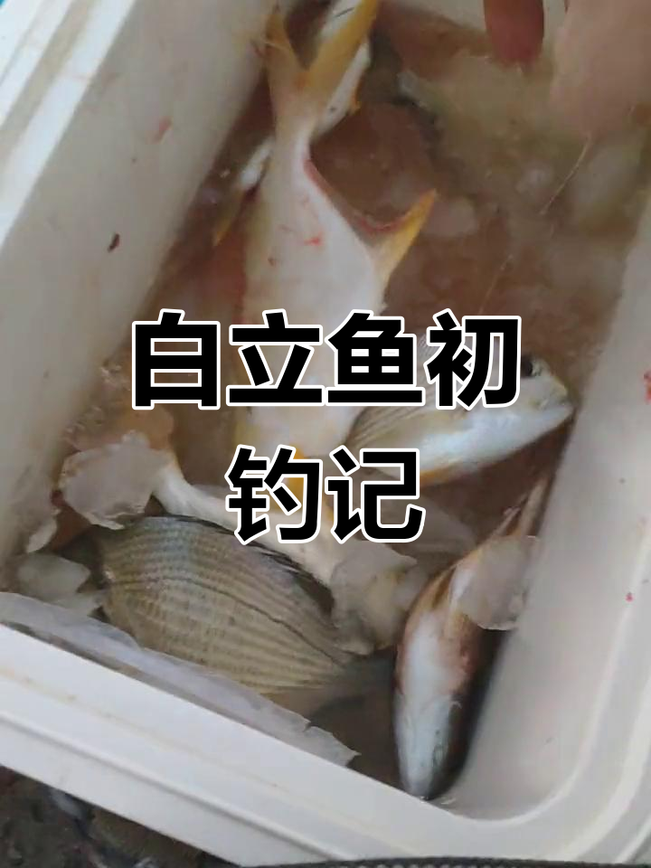 首次钓获白立鱼,海风拂面收获满满