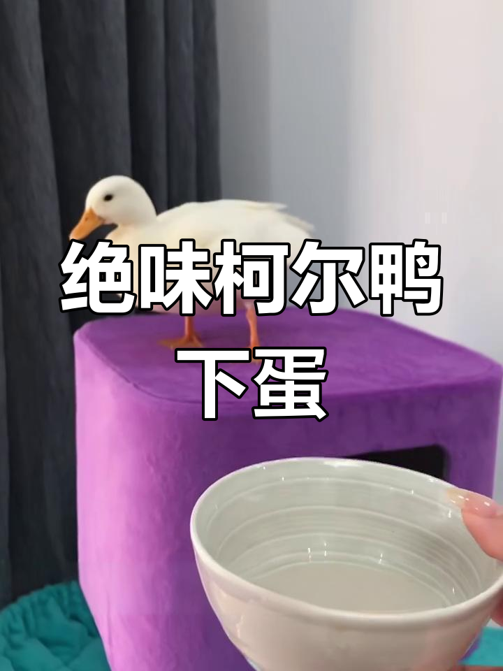 柯尔鸭下蛋了!软壳蛋也能孵化,咸鸭蛋事业又添新瓦