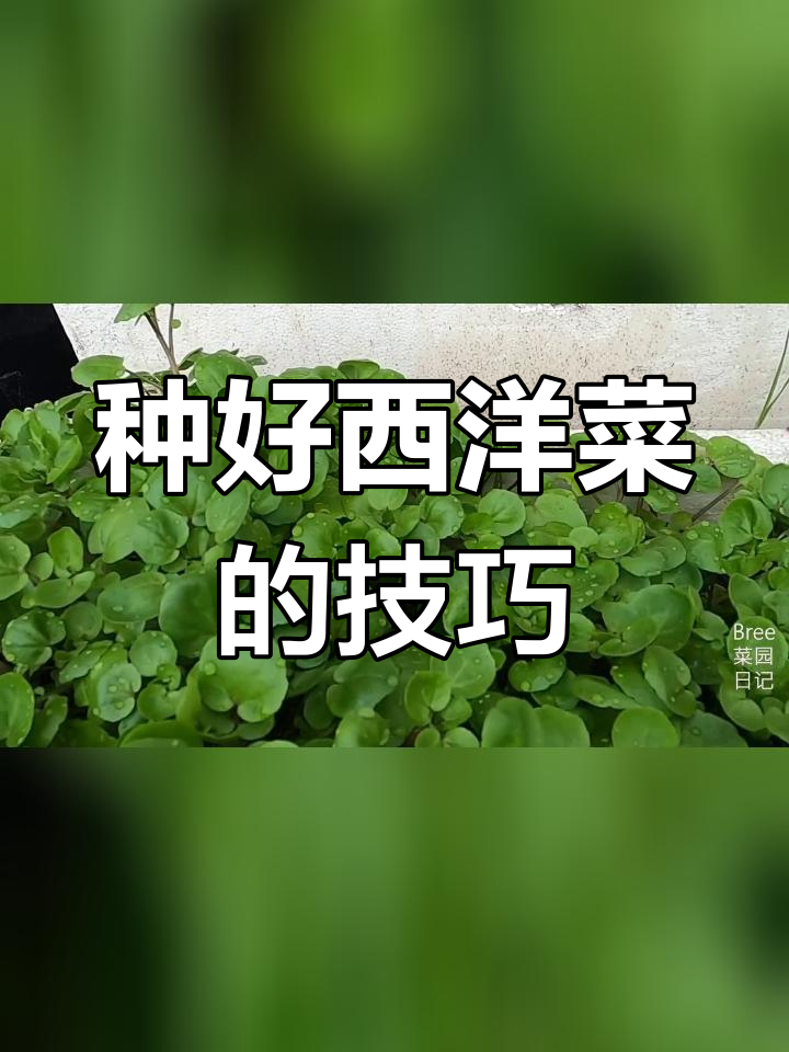 西洋菜种植全攻略:如何提高产量