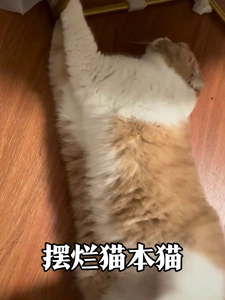 这猫肚子摸出表情包!胖到舔爪都费劲还咬手撒娇