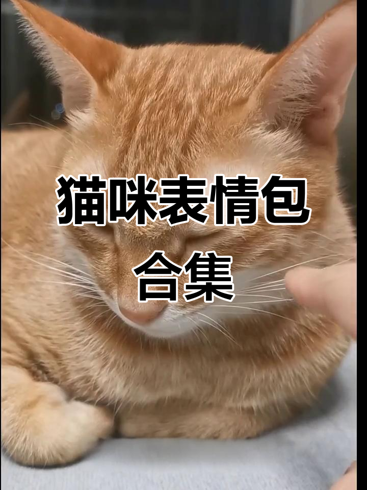 猫咪表情包大赏:生气、犯错、高冷,橘猫的表情变化太有趣