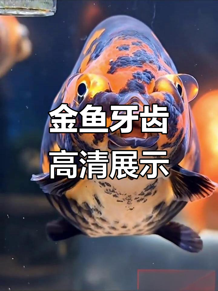 兰寿金鱼牙齿大揭秘，超清特写看个够