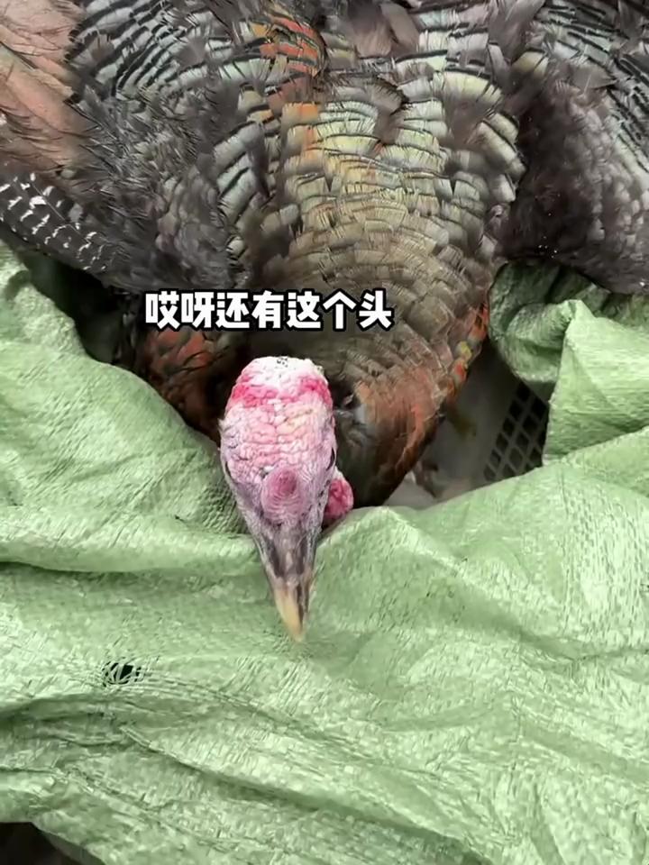 带20斤巨型火鸡，回家看看奶奶啦