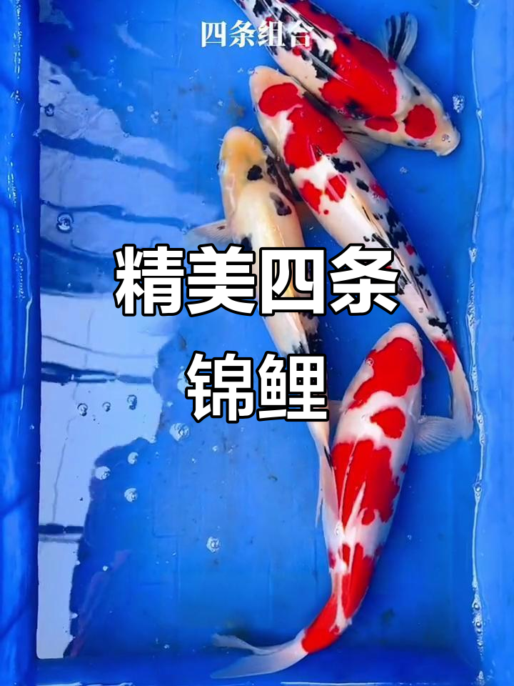 四条锦鲤鱼,红白大正三色与小奶牛搭配