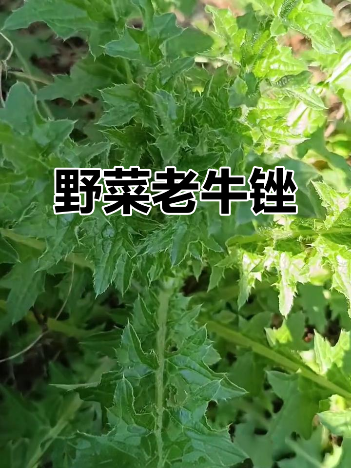 老牛锉,形似蒲公英,叶边有刺,食用方法与蒲公英类似