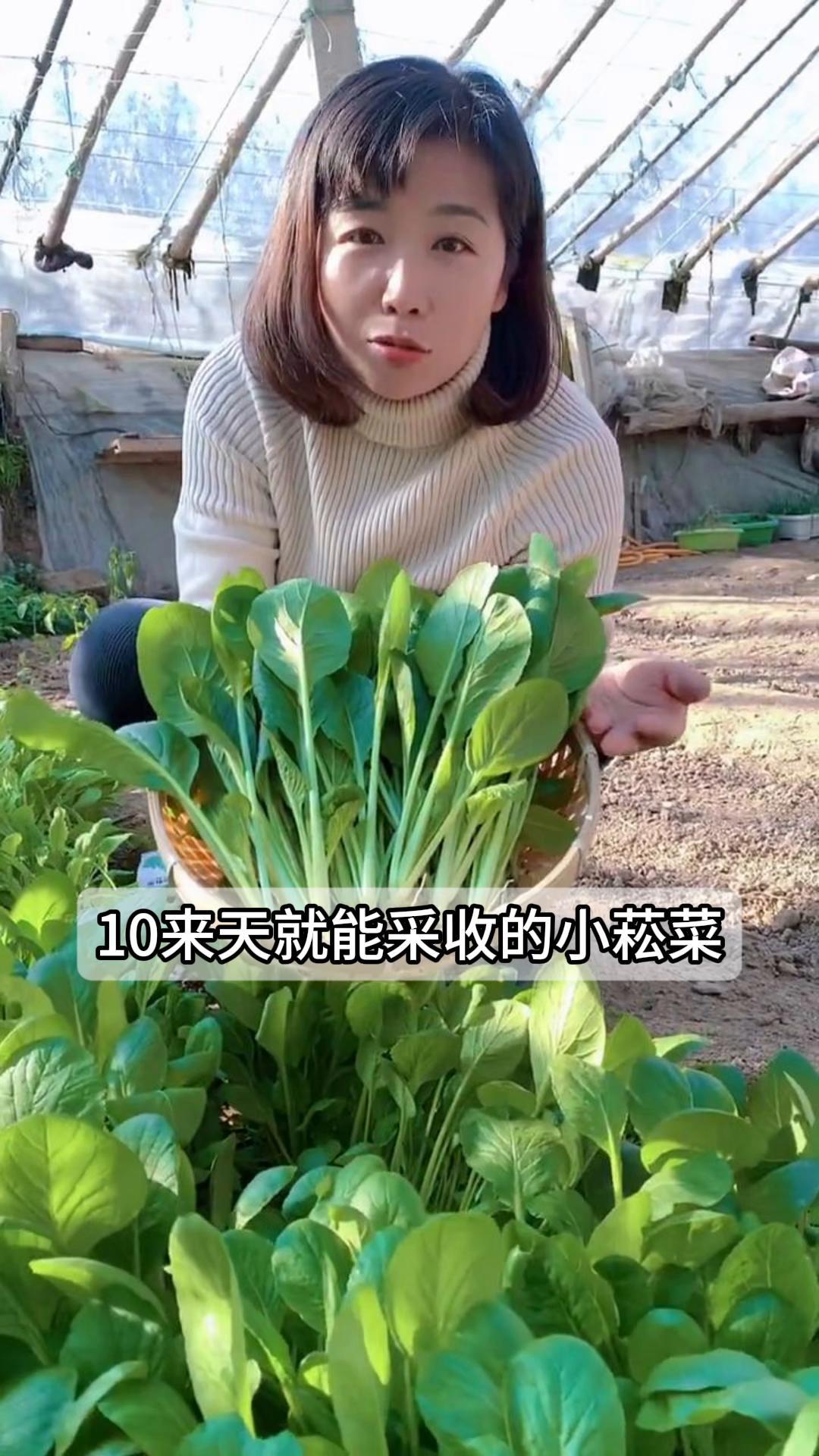 10来天就能采收的小菘菜