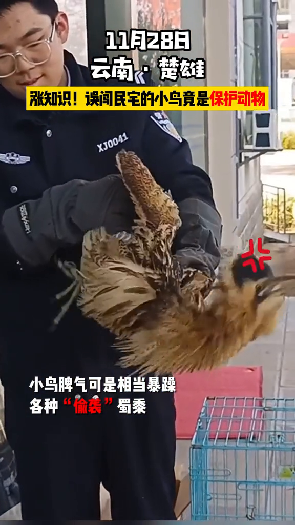 涨知识!误闯民宅的小鸟竟是保护动物