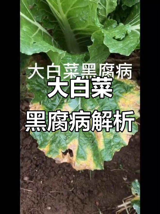 大白菜黑腐病:症状与防治方法