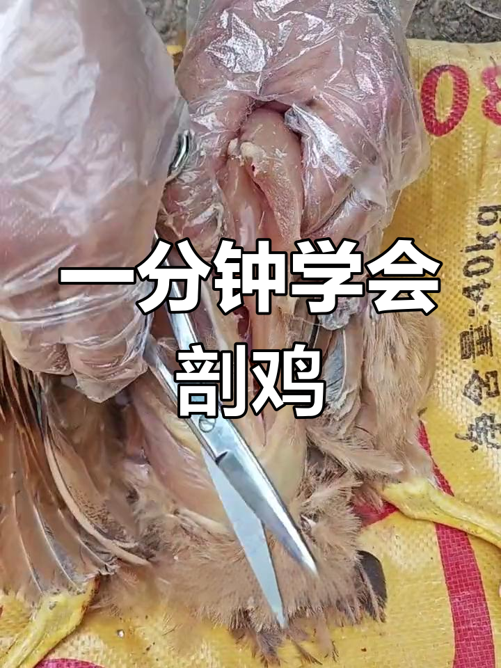 鸡解剖教程:如何科学剖开