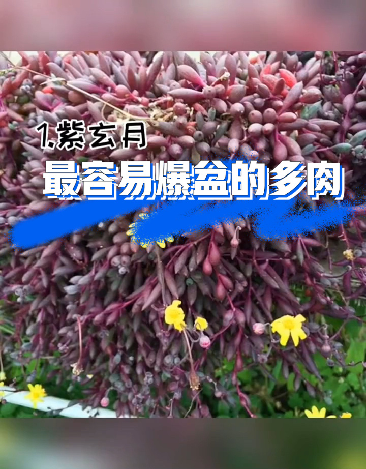 多肉植物～最好养的品种有哪些?