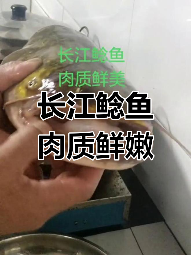 长江鲶鱼,鲜美至极