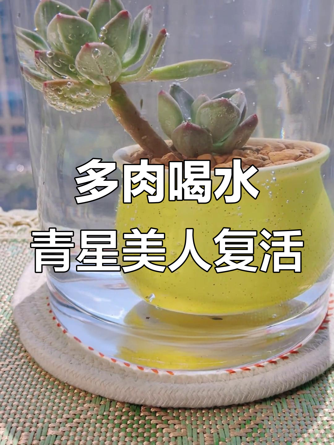清新美人多肉喝水,叶片恢复圆润饱满