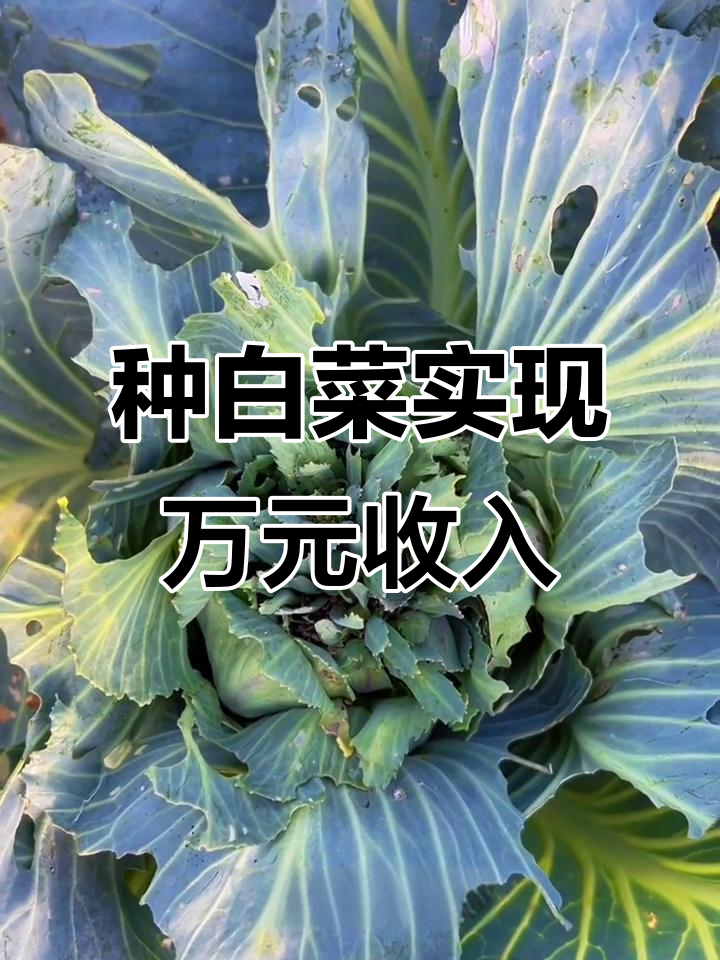 2025年种白菜月入过万,各种奇葩品种大揭秘