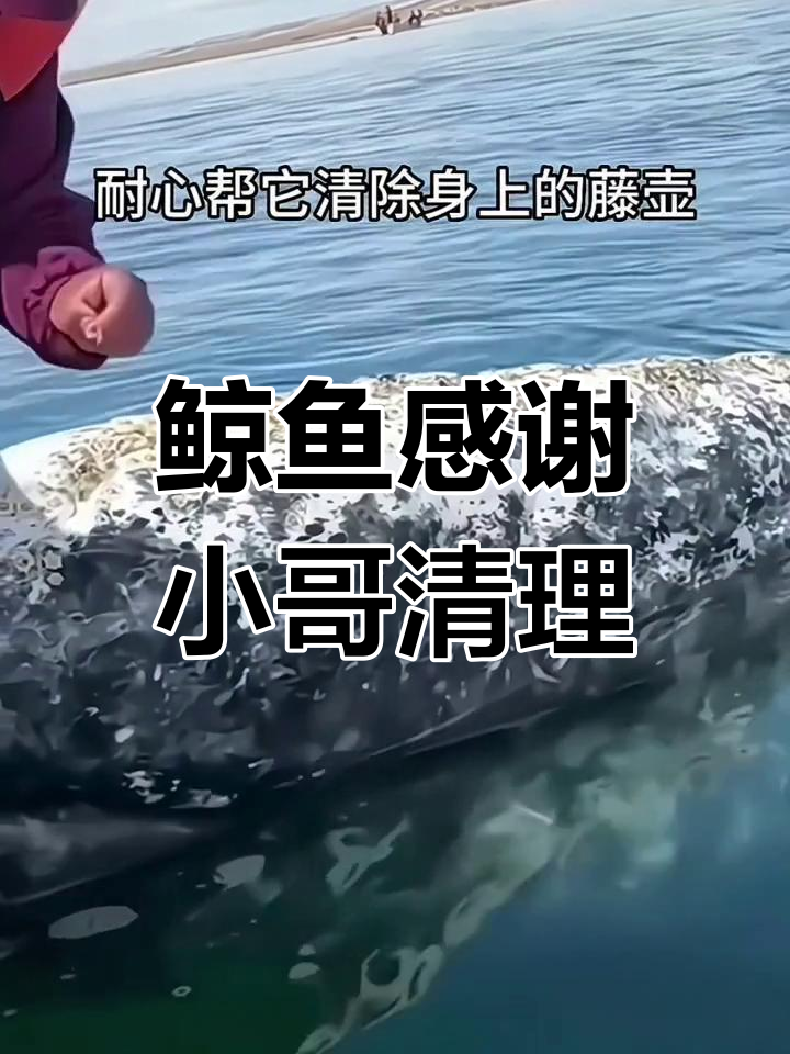 小哥为鲸鱼清除藤壶,鲸鱼跃起致谢