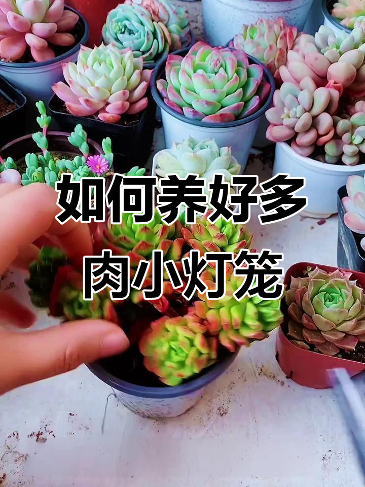 小灯笼多肉植物养护全攻略:光照、水肥管理一网打尽