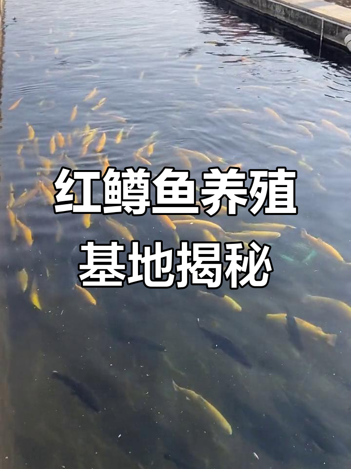 怀柔红鳟鱼养殖基地探秘,金尊与红尊一网打尽