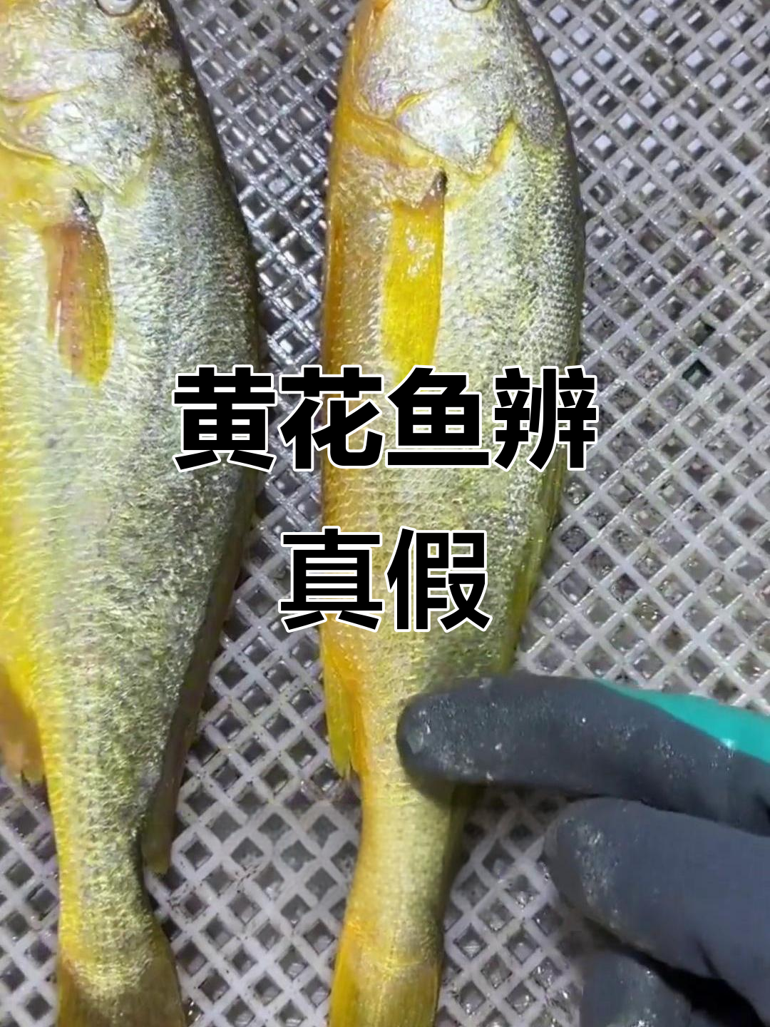 辨别黄花鱼野生与养殖，教你如何挑选新鲜海鲜