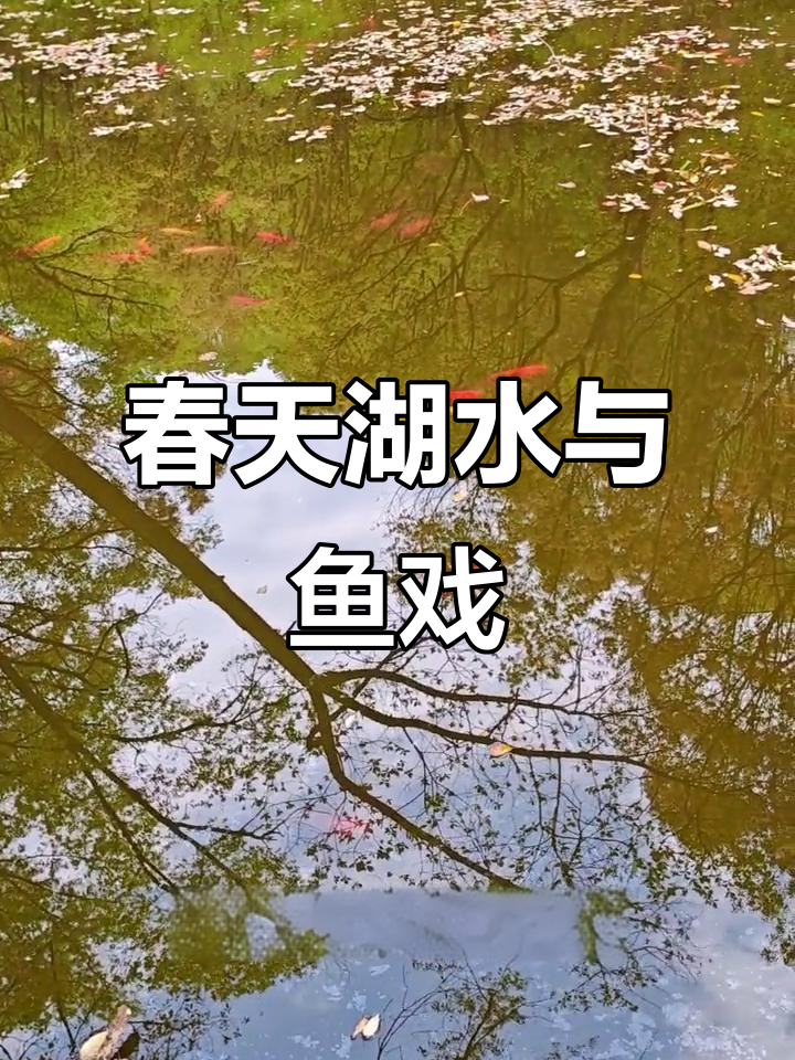 春日湖畔,涟漪微动,鱼儿跃出水面,美景如画