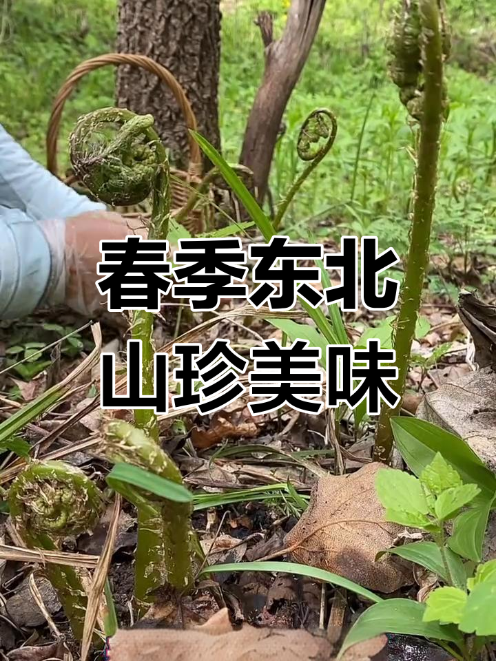 东北春天山野菜大丰收,猴子腿儿、龙须菜一网打尽