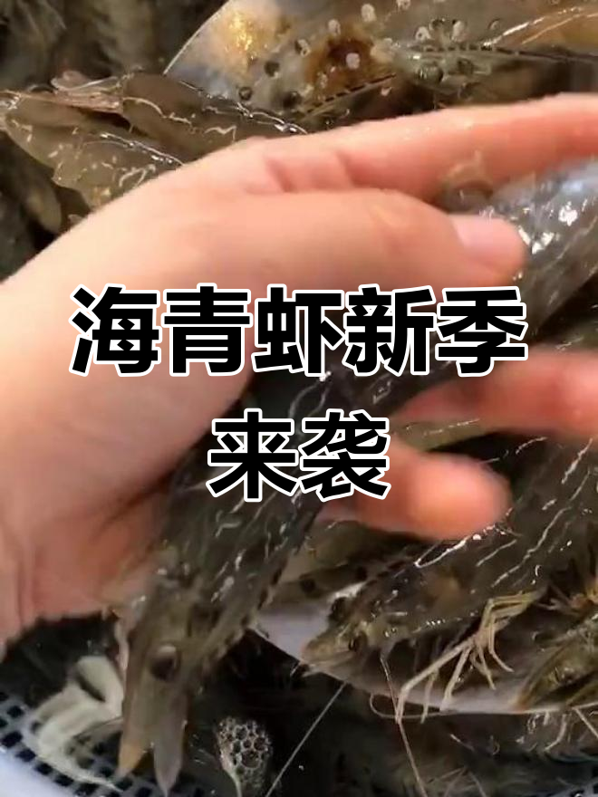 新鲜海青虾火热上市,鲅鱼圈海鲜大丰收!