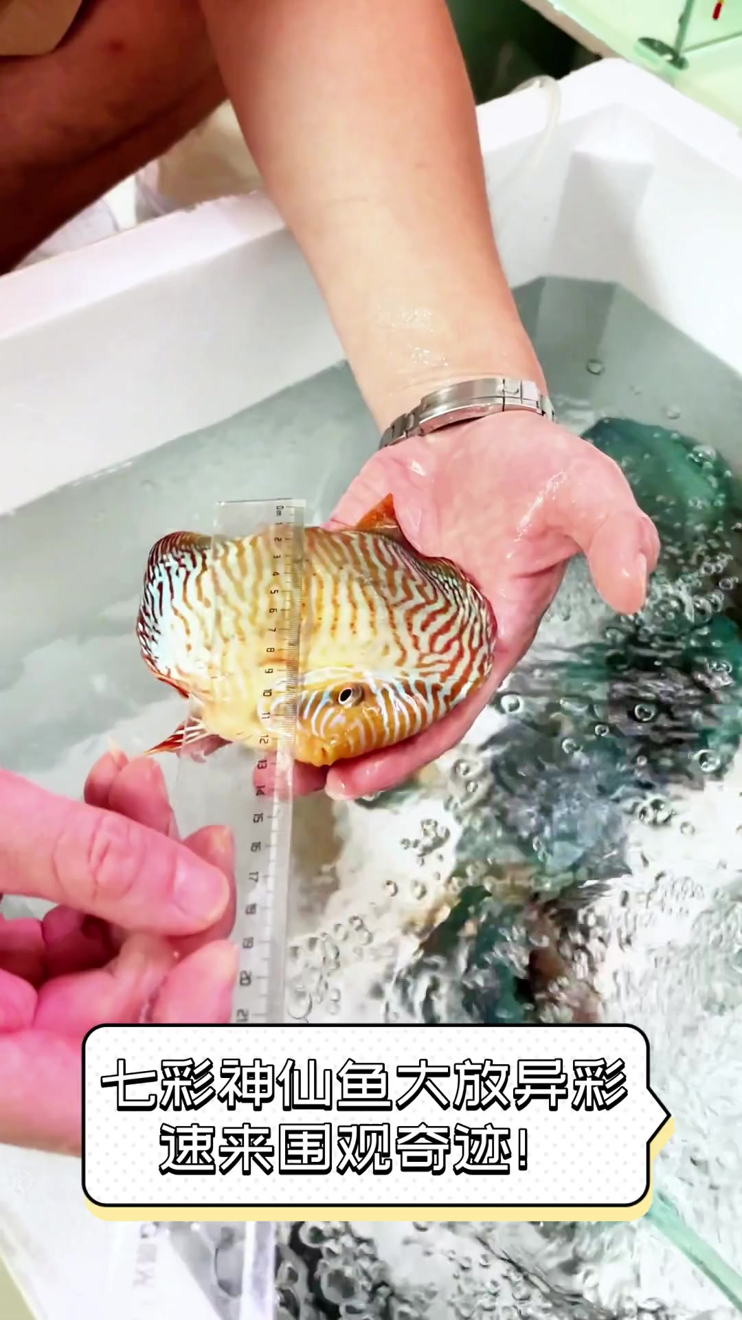 七彩神仙鱼大放异彩,速来围观奇迹!