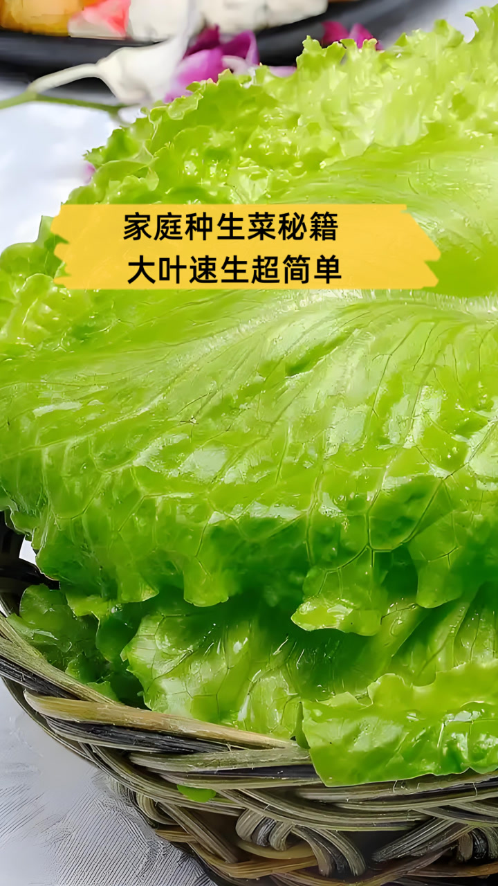 家庭种生菜秘籍,大叶速生超简单