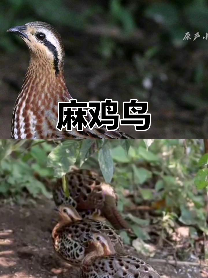 棕胸竹鸡:云南贵州的珍稀鸟类
