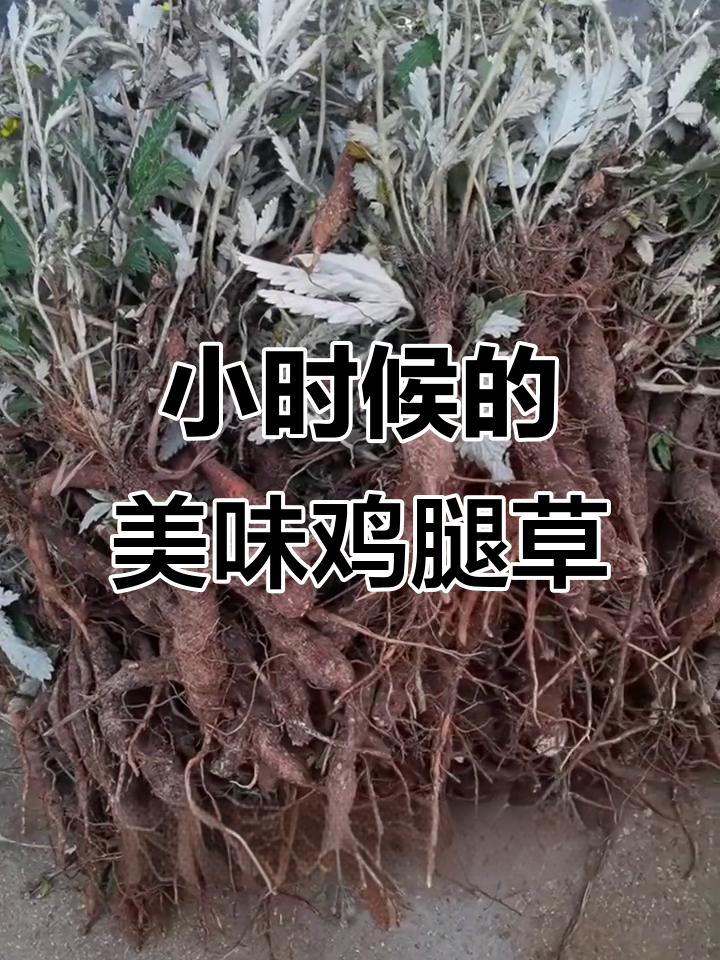 翻白草:根像鸡腿,叶如雪片,小时候的零食美味