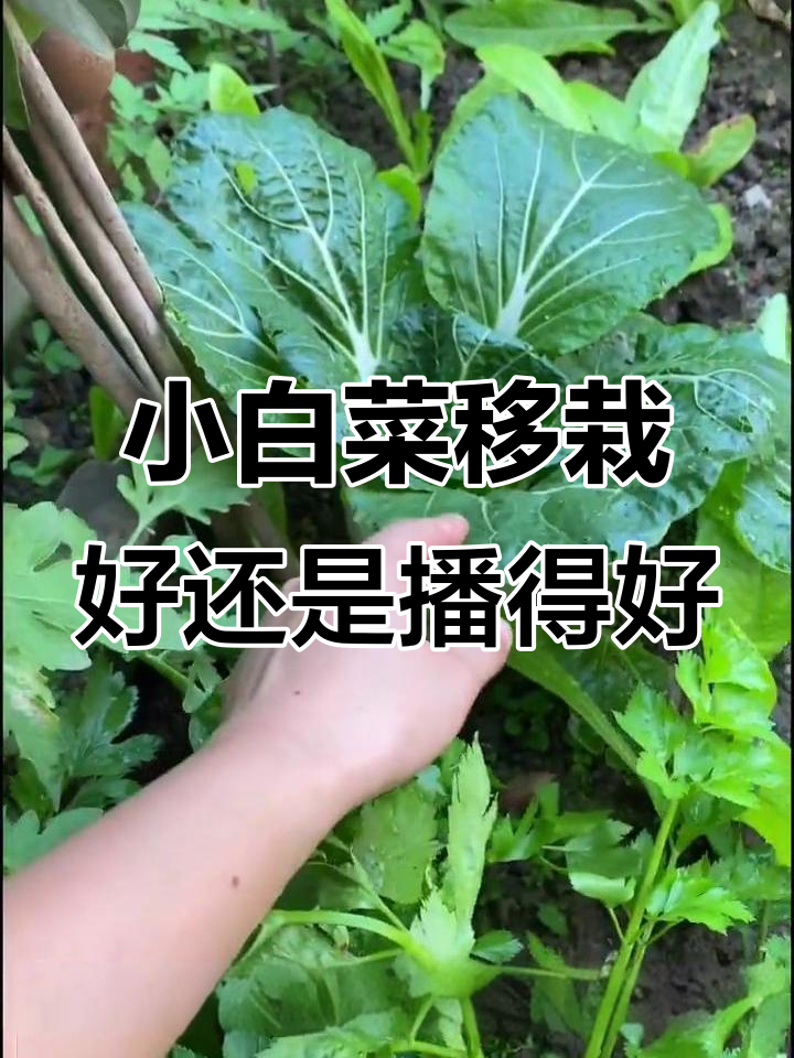 小白菜移栽与播种的差别，哪种方式更优？