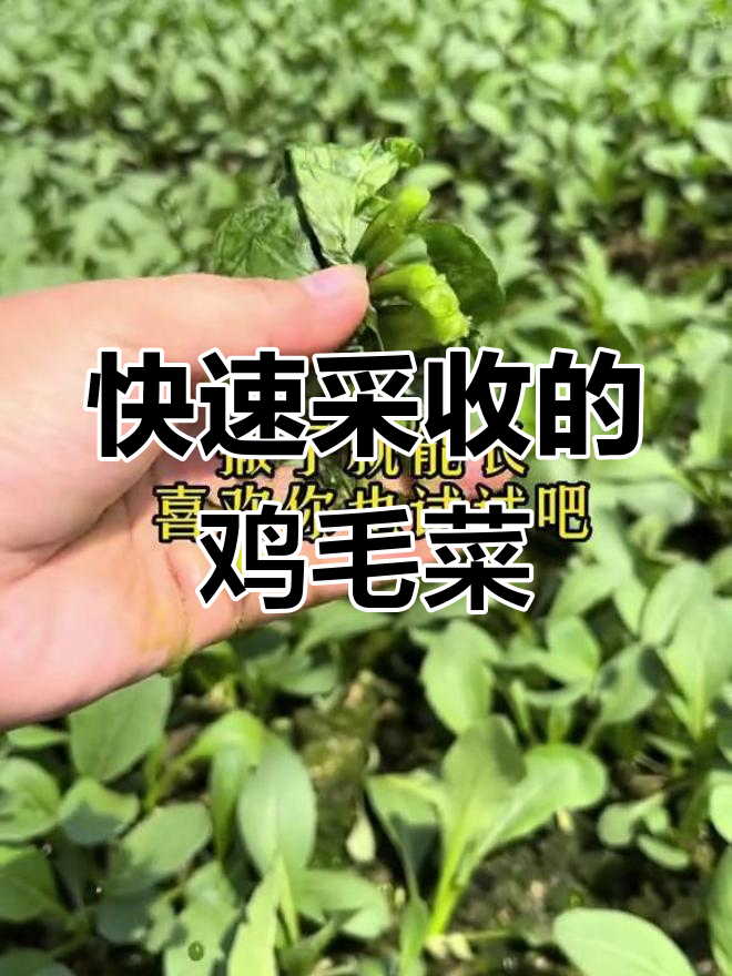 鸡毛菜,二十天就能收获!小油菜品种超易种