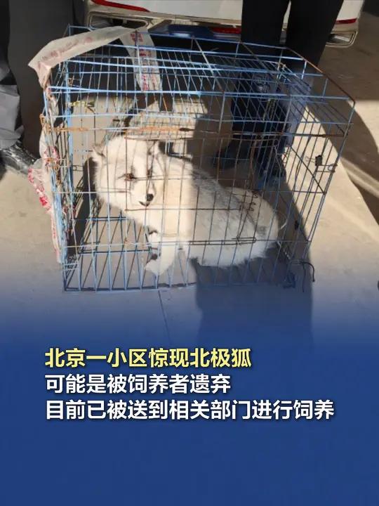 北京一小区惊现北极狐 1月16日,北京市公安局大兴分局团河派出所接到辖区居民的报警,称某小