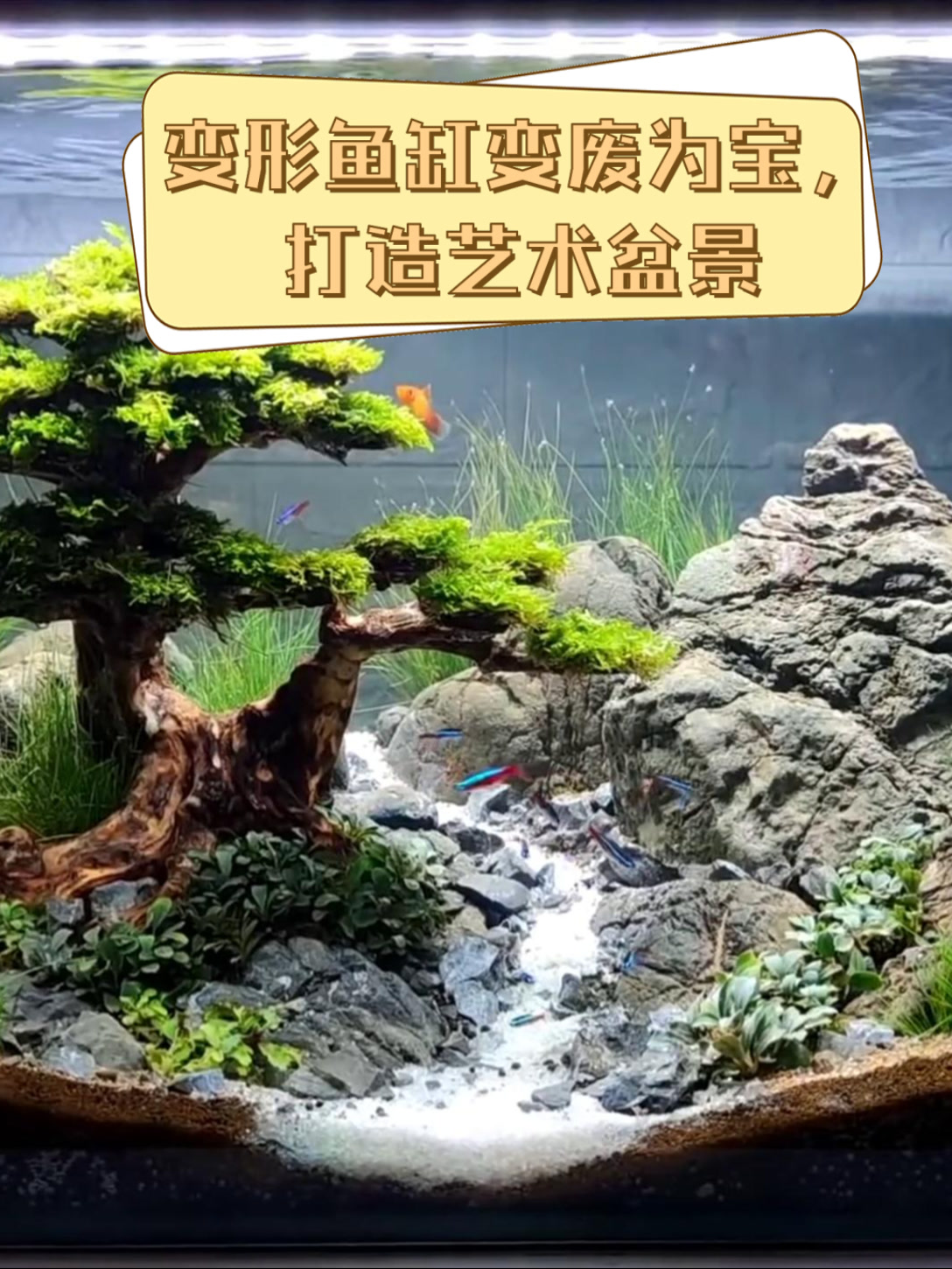变形鱼缸变废为宝，打造艺术盆景