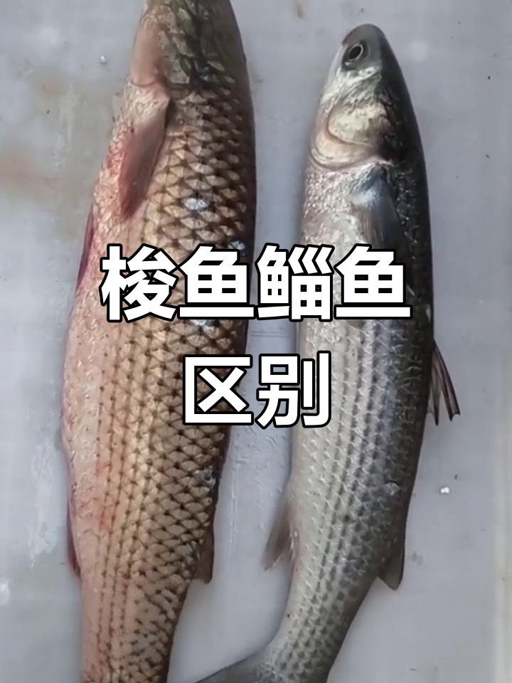 梭鱼与鲻鱼的差异解析
